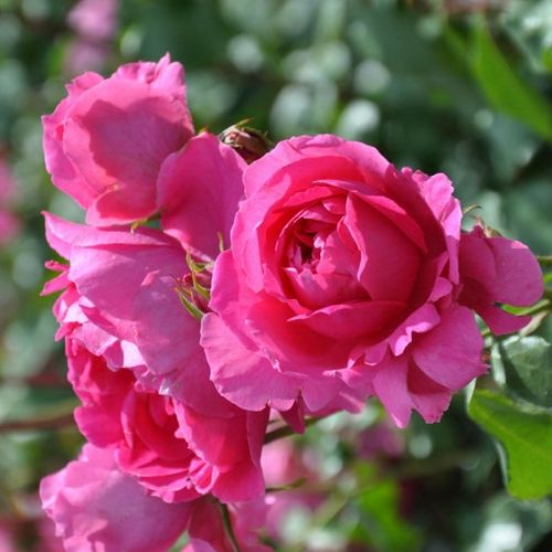 Gärtnerei - Rosa Pink Cloud - rosa - kletterrosen - mittel-stark duftend - Boerner - Jackson & Perkins - -